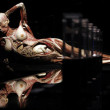 Body Worlds exhibition in Rome