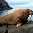 Top 10 Largest Land Animals in The World