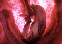Stunning Photos – Extraordinary Animals in the Womb