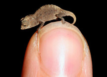 Smallest Chameleon of the World