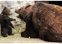 Bear Mom Scolding Her Little Baby…