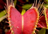 10 Dazzling Poisonous Carnivorous Plants Life on Earth