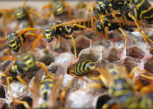 5 Most Horrible Bugs around the Earth