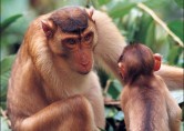 50+ Facts about Monkeys