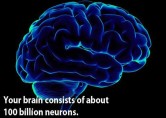 Some Good to Know Facts About Our Brain