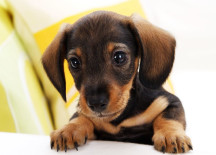 Reasons why to Trust Dogs more than Human???