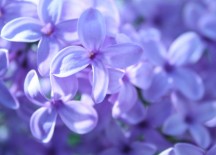 Unbelievable Marvelous Lilacs in Bloom