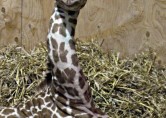 New born Giraffe at zoo farm in Bristol