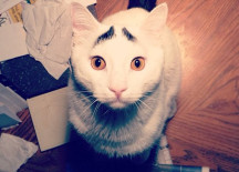 Have You Ever Seen Cat With Eyebrows???