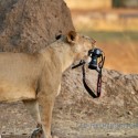 Lion Dragged The Main Tool Of Photographer….