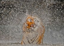 2012 NatGeo Photo Contest winners