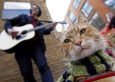 A Touching Story of Red Cat Bob and James Bowen