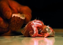 Best National Geographic Pictures From Last Year 2012….