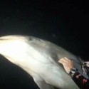 Dolphin Asked For Help From a Diver???