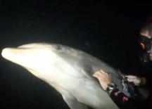 Dolphin Asked For Help From a Diver???