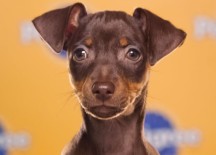 Puppy Bowl IX starting lineup revealed