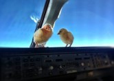 The Chicks Learn To Fly In Cockpit…..