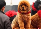 World’s Most Expensive Dog, .6 Million for Tibetan Mastiff