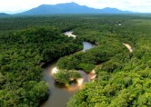 Amazing Photos Tour Look Up on the Amazon Forests