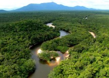 Amazing Photos Tour Look Up on the Amazon Forests