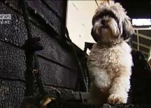 Brave Dog Muggles Saved Family From House Fire