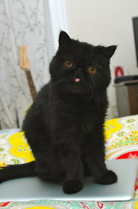 Blueberries Popular Cat of The Season (Cuteness Overload)