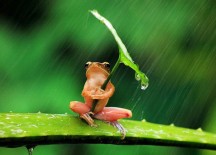 Incredible Impressive Frog in Pictures…