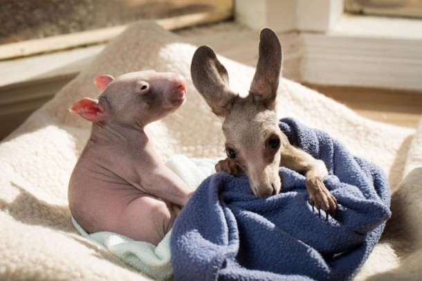 Life - Unique Love - Orphan Wombats and Kangaroos have become Lovely Friends Unique Love - Orphan Wombats and Kangaroos have become Lovely Friends (8)