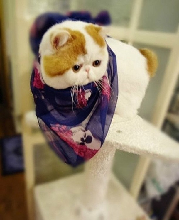 animals - A Snoopy Cat-Babe And Her Fashion Wardrobe A Snoopy Cat-Babe And Her Fashion Wardrobe (15)
