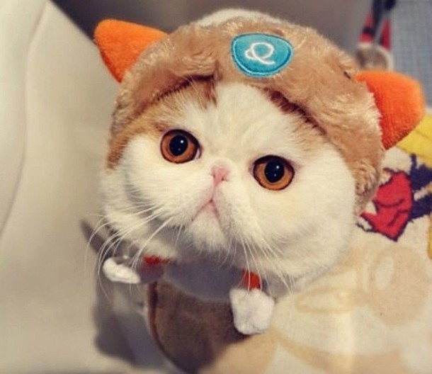animals - A Snoopy Cat-Babe And Her Fashion Wardrobe A Snoopy Cat-Babe And Her Fashion Wardrobe (6)