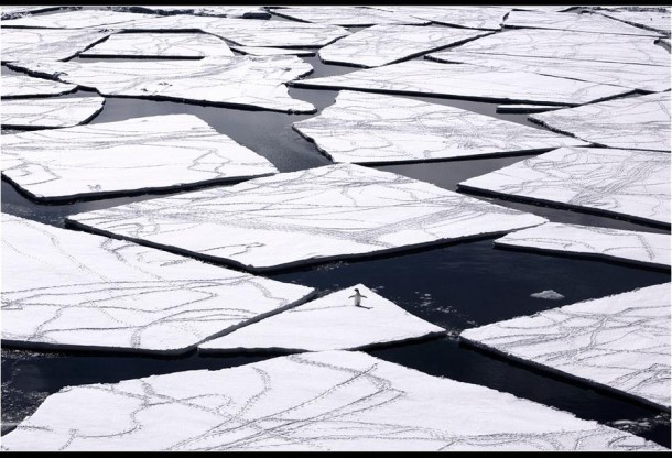 Incredible Frosty Under Water Beauty By John Weller (1)