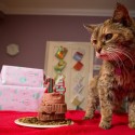 The Oldest Cat in the World Got Into The Guinness Book