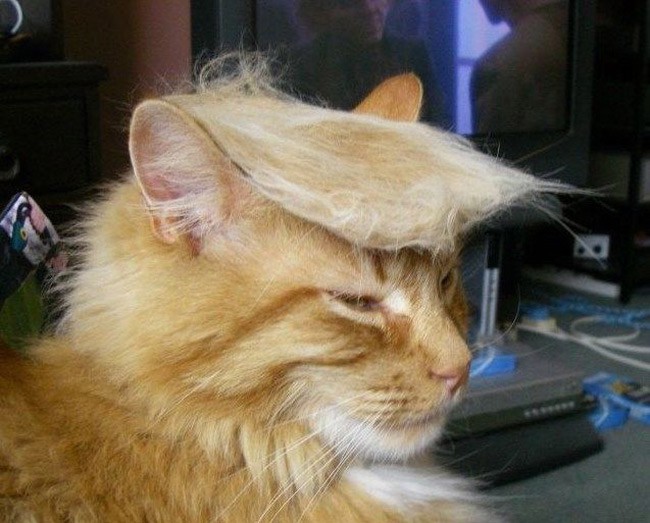[Image: Trump-your-cat-650x523.jpg]