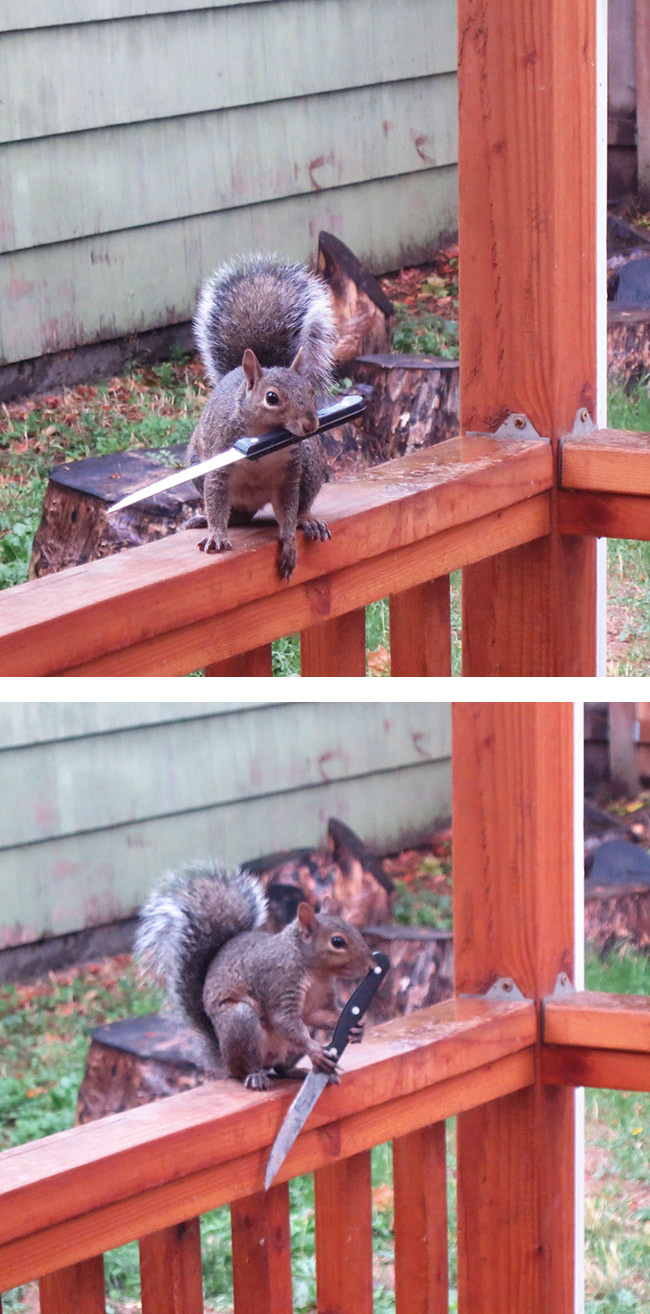 squirrel-knife-fight.jpg