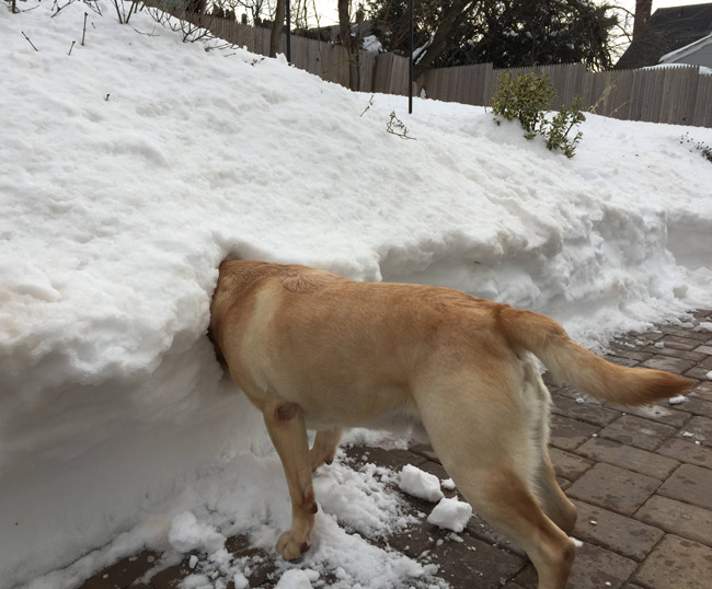 dog-looking-for-ball-in-snow.jpg