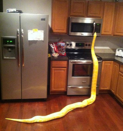 snake-in-the-kitchen.jpg