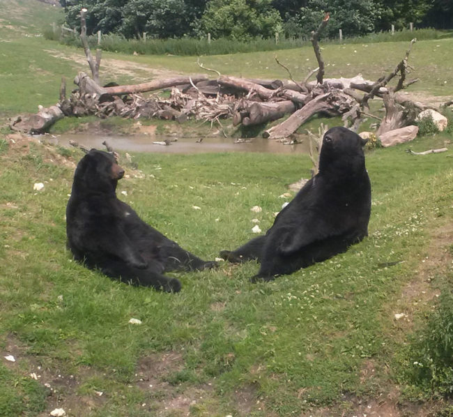 Two-bears-in-a-serious-meeting-650x598.jpg