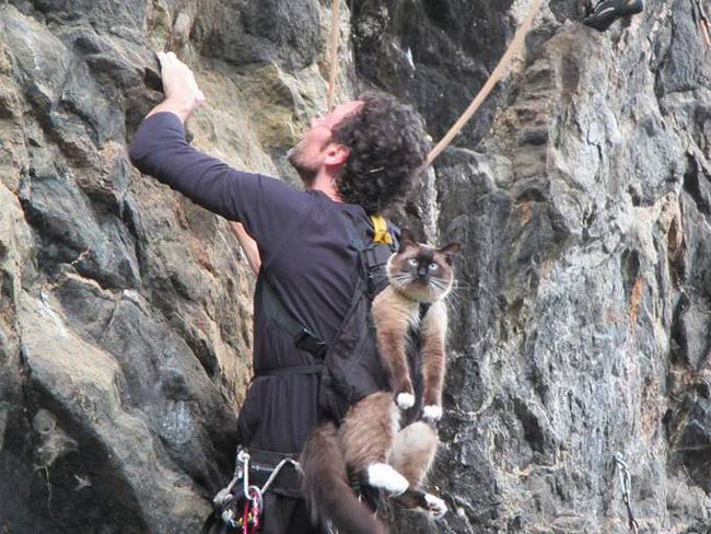 rock-climbing-cat-on-back-1-650x488.jpg