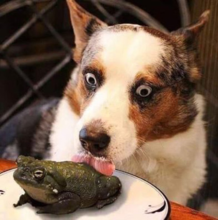 dog-licking-toad.jpg
