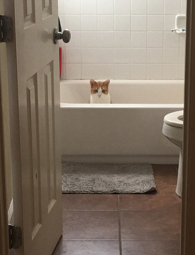 Funny - Funny Pictures – November 3, 2016 I adopted a new kitten this morning - I think it's safe to say my cat Socks is not amused