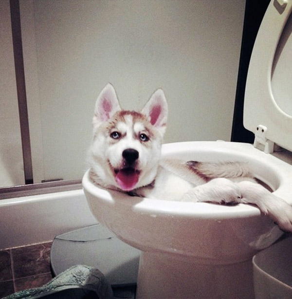 dog-in-toilet.jpg