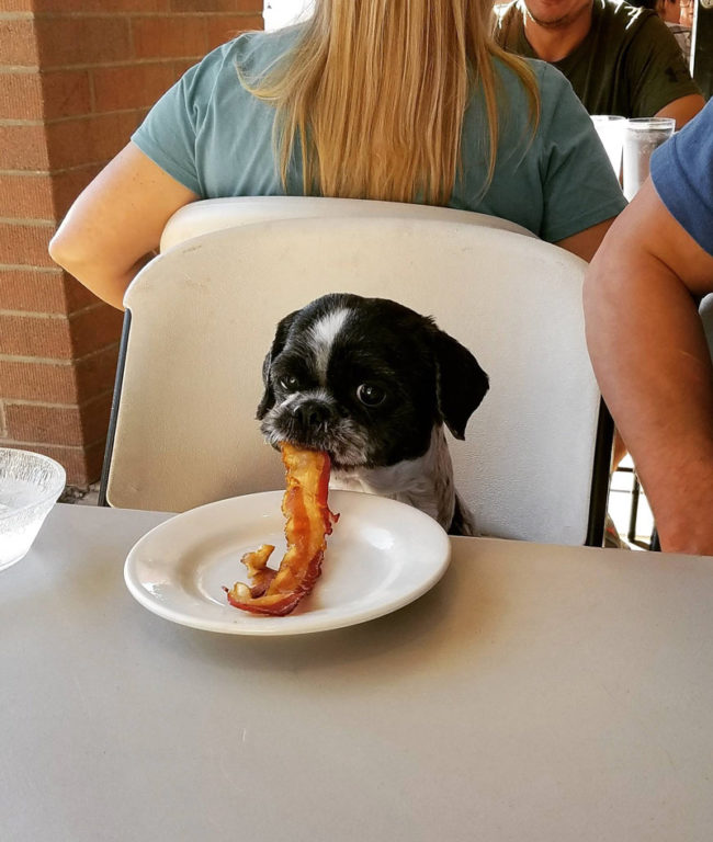 dog-eating-bacon-650x768.jpg