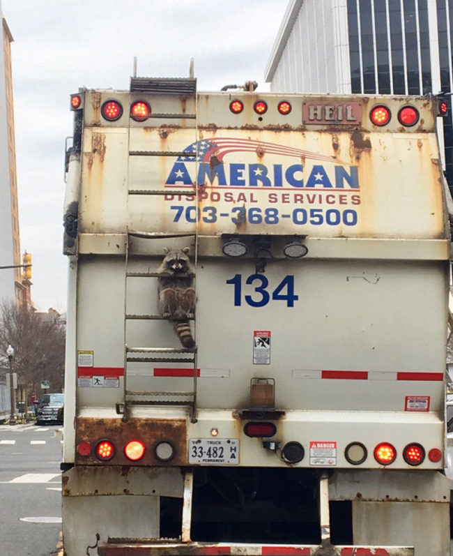 raccoon-trash-truck-650x797.jpg