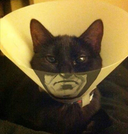 Batman-cat.jpg