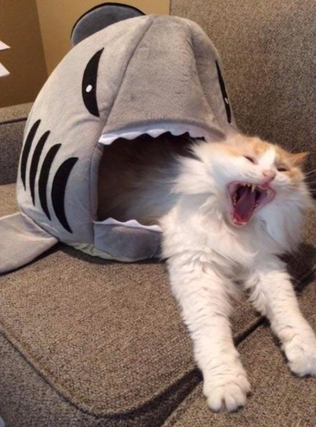 shark-cat-bed-650x878.jpg