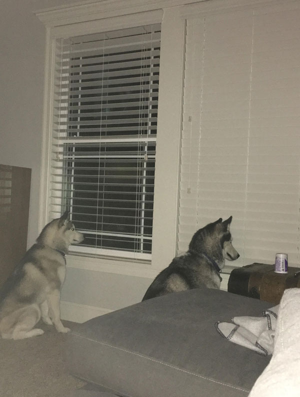 One-husky-is-smarter-than-the-other.jpg