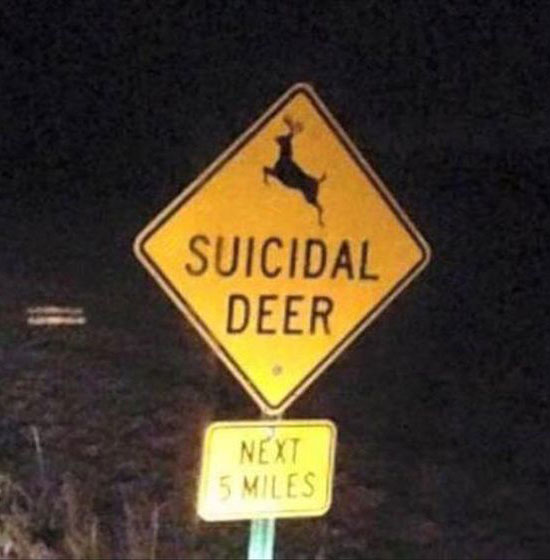 Suicidal-deer.jpg