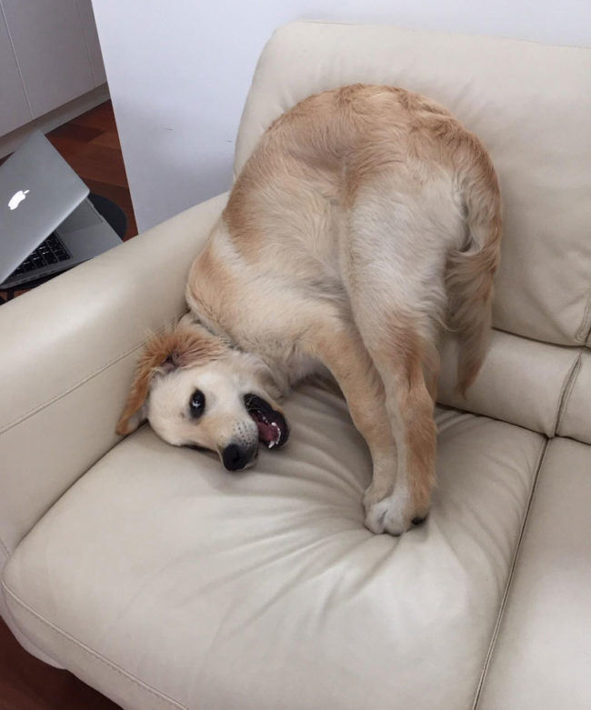 Photos - Funny Pictures – June 12, 2017 When you know you're not allowed on the couch
