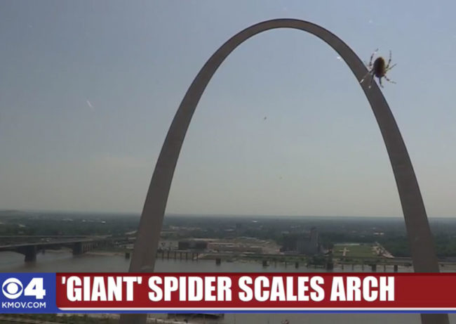 giant-spider-scales-arch-650x461.jpg