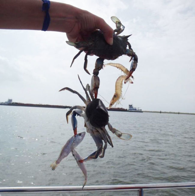 crabs-with-shrimp-fish-650x654.jpg